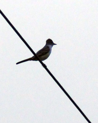 418cooks 023ashthroatedflycatcher.jpg