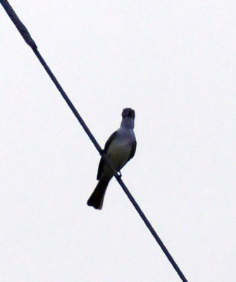 418cooks 032ashthroatedflycatcher.jpg