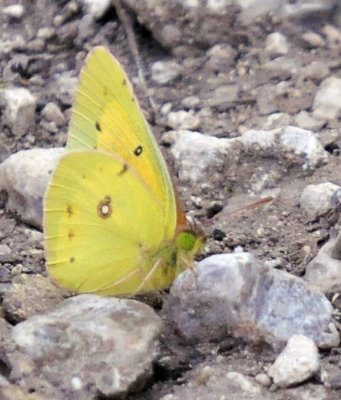 418cooks 034orangesulphur.jpg