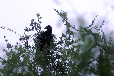 418cooks 040blackvulture.jpg