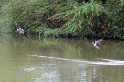 418cooks 055bluewingedteal.jpg