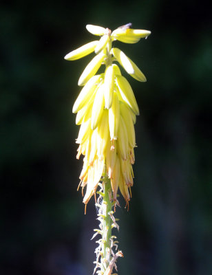 422neal 002yucca.jpg