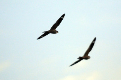 422neal 094lessernighthawk.jpg