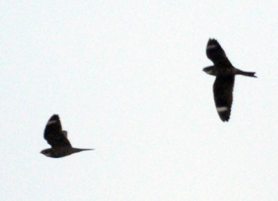 422neal 098lessernighthawk.jpg