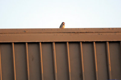 422neal 107housesparrow.jpg