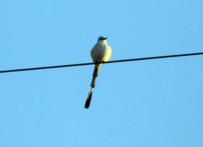 422neal 119scissortail.jpg