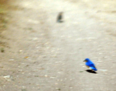 422neal 132easternbluebirds.jpg