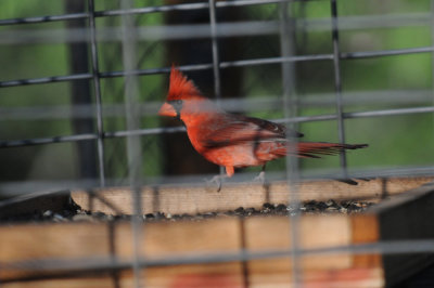 422neal 146ncardinal.jpg