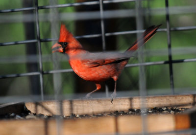 422neal 148ncardinal.jpg