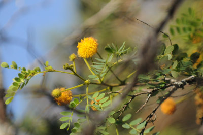 422neal 163flower.jpg