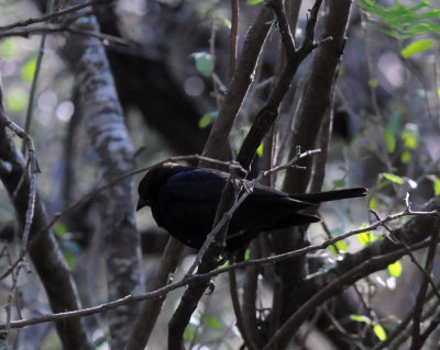 422neal 183brownheadedcowbird.jpg