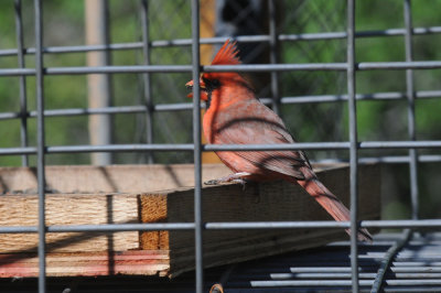 422neal 194ncardinal.jpg
