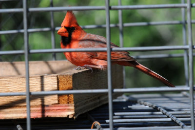 422neal 197ncardinal.jpg