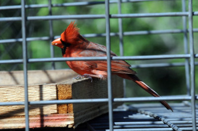 422neal 199ncardinal.jpg