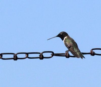 422neal 203blackchinnedhummer.jpg