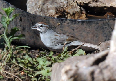 422neal 204rufouscrownedsparrow.jpg