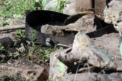 422neal 207rufouscrownedsparrow.jpg