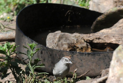 422neal 209rufouscrownedsparrow.jpg