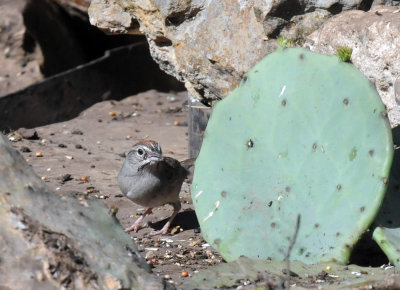 422neal 218rufouscrownedsparrow.jpg