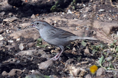 422neal 222rufouscrownedsparrow.jpg