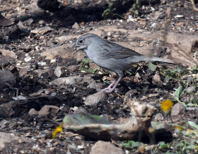 422neal 223rufouscrownedsparrow.jpg
