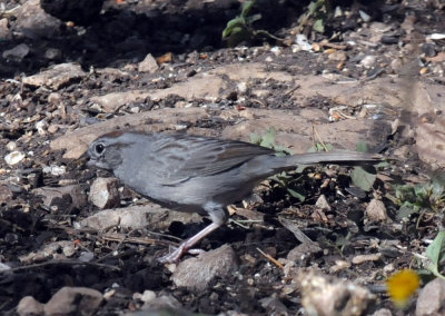 422neal 224rufouscrownedsparrow.jpg