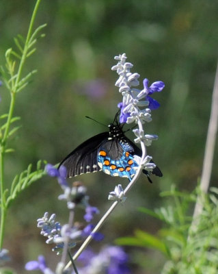 422neal 250pipevineswallowtail.jpg