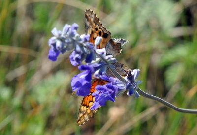 422neal 259variegatedfritillary.jpg