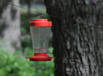 422neal 267rubythroatedhummingbird.jpg