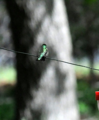422neal 274rubythroatedhummingbird.jpg