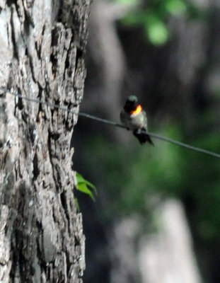 422neal 275rubythroatedhummingbird.jpg