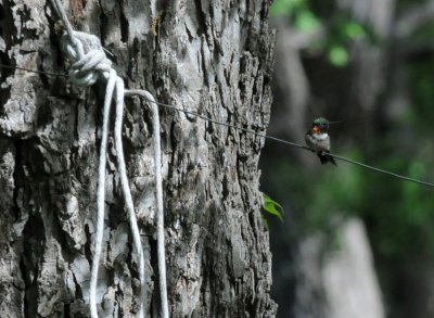 422neal 276rubythroatedhummingbird.jpg