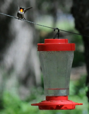 422neal 307rubythroatedhummingbird.jpg