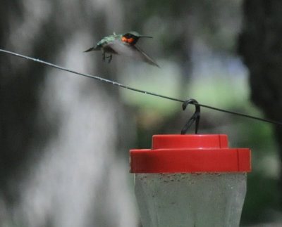 422neal 308rubythroatedhummingbird.jpg