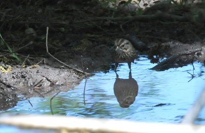 422neal 322lincolnsparrow.jpg