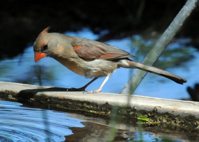 422neal 346ncardinal.jpg