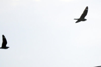 422neal 0647lessernighthawk.jpg