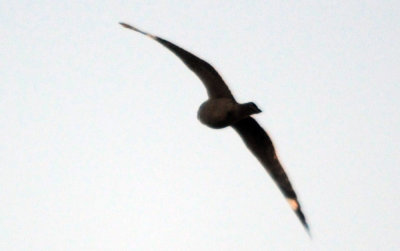 422neal 1157lessernighthawk.jpg