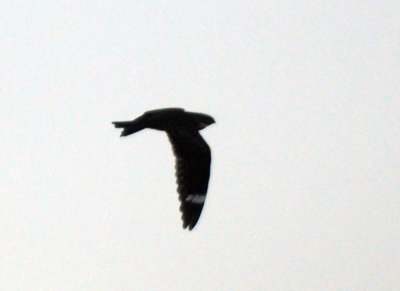 424cook 051lessernighthawk.jpg