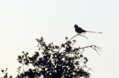 424cook 077scissortail.jpg