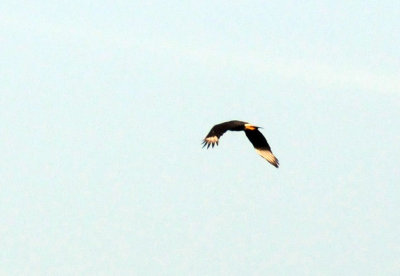 424cook 108crestedcaracara.jpg