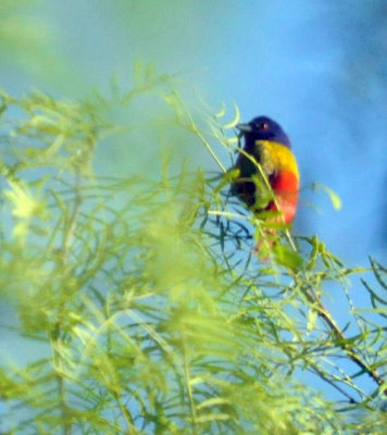 424cook 138paintedbunting2.jpg