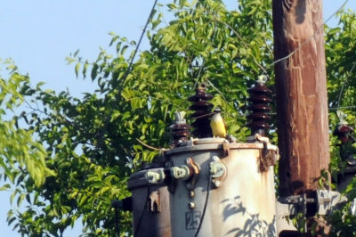 424cook 148greatkiskadee.jpg