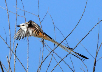 424cook 181scissortailflycatcherzzzzzz.jpg