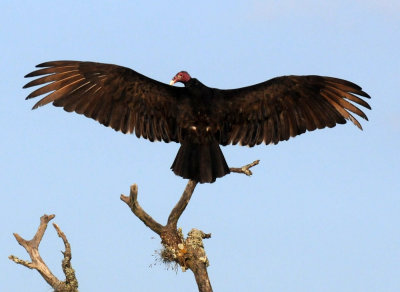 428neals 004turkeyvulture.jpg