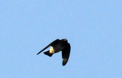 428neals 007cliffswallow.jpg