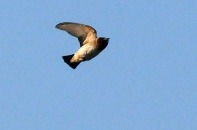 428neals 009cliffswallow.jpg