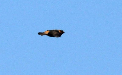 428neals 011cliffswallow.jpg