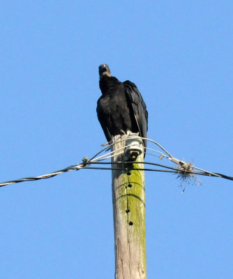 428neals 013blackvulture.jpg