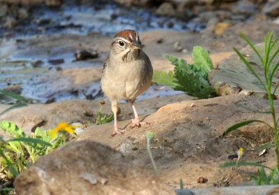 428neals 041rufouscrownedsparrow.jpg